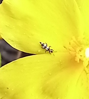 Aeolothrips from Parque da Paz, Almada on April 17, 2022 at 12:21 PM by ...