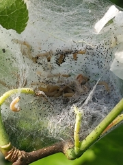 Yponomeuta evonymella