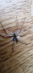 Philodromus dispar
