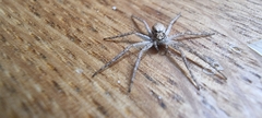 Philodromus dispar