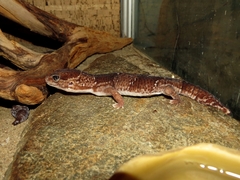 Hemitheconyx caudicinctus