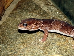 Hemitheconyx caudicinctus
