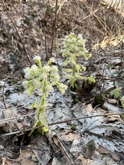 Petasites albus