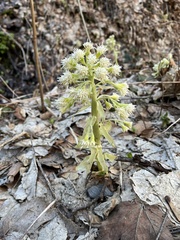 Petasites albus