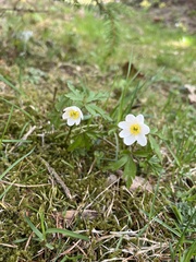 Anemonoides nemorosa