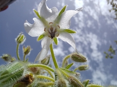 Borago officinalis