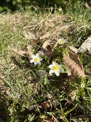 Anemonoides nemorosa