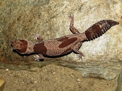 Hemitheconyx caudicinctus