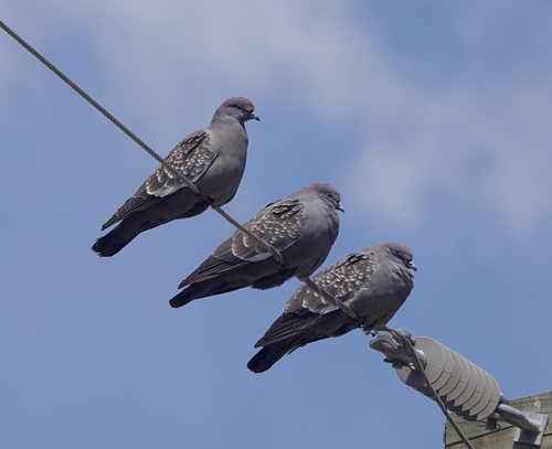 Spot-winged Pigeon