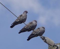 Patagioenas maculosa albipennis