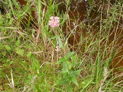 Asclepias rubra