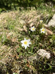 Anemonoides nemorosa