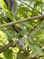 Pantherophis alleghaniensis