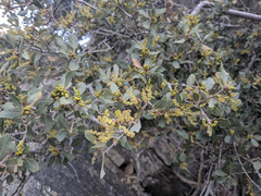 Quercus cornelius-mulleri