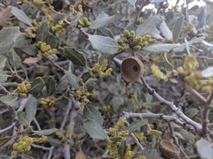 Quercus cornelius-mulleri