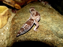 Hemitheconyx caudicinctus