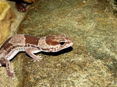 Hemitheconyx caudicinctus