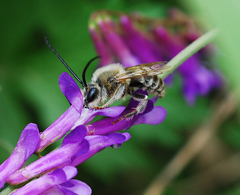 Eucera