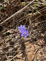 Hepatica nobilis