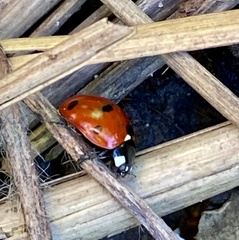 Coccinella septempunctata
