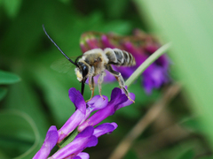 Eucera