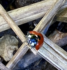 Coccinella septempunctata
