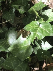 Pararge aegeria