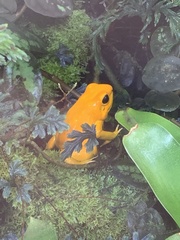 Phyllobates terribilis