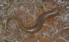 Plestiodon obsoletus