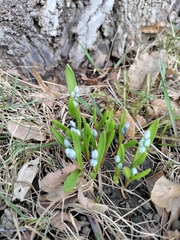 Puschkinia scilloides