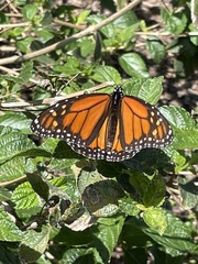 Danaus plexippus