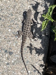 Sceloporus occidentalis