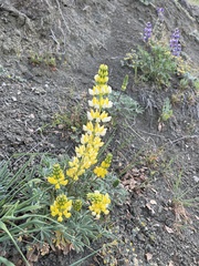 Lupinus luteus