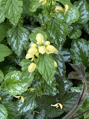 Lamium galeobdolon