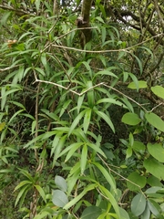 Herreria montevidensis