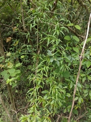 Herreria montevidensis