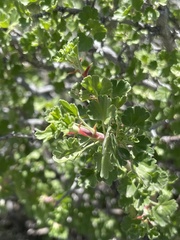 Ribes tortuosum