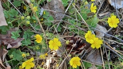 Potentilla incana