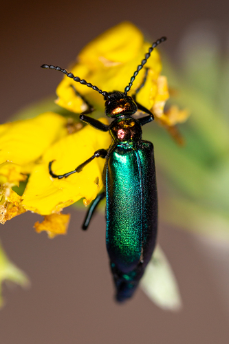 Nuttall's blister beetle
