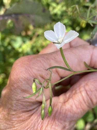 Canyon clarkia (Clarkia epilobioides)