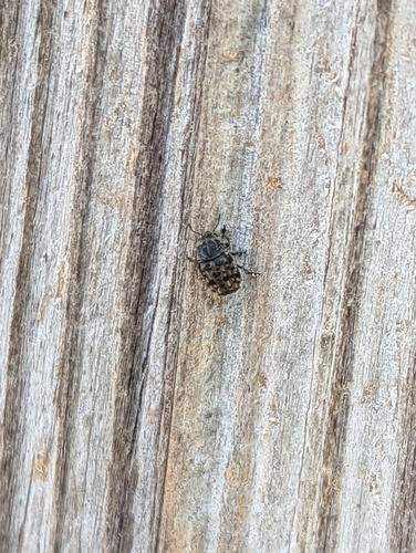 Fungus weevil (Anthribus nebulosus) photo 4
