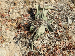 Welwitschia mirabilis image