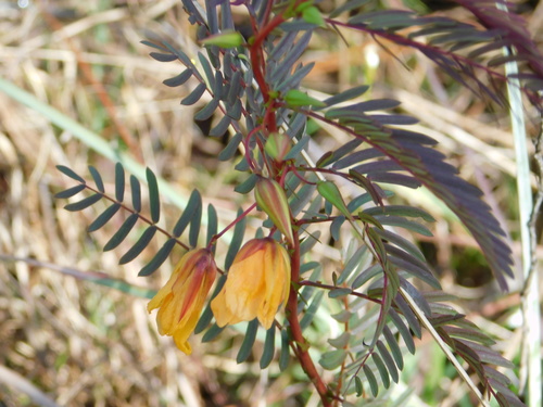 Image of Chamaecrista deeringiana by (c) David Garza, some rights reserved (CC BY)