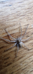 Philodromus dispar