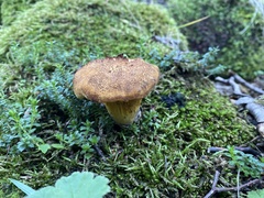 Austropaxillus statuum