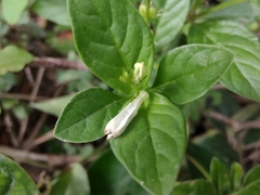 Spigelia humboldtiana