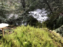 Ditrichum heteromallum