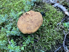 Austropaxillus statuum