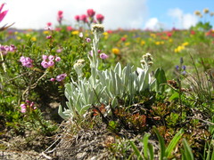 Antennaria lanata