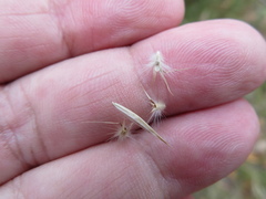 Rytidosperma fulvum